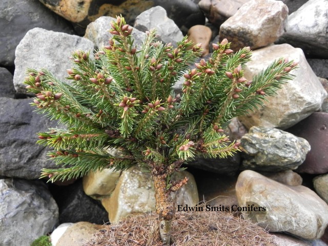 Picea obovata 'Partizan' (RUS # 031)